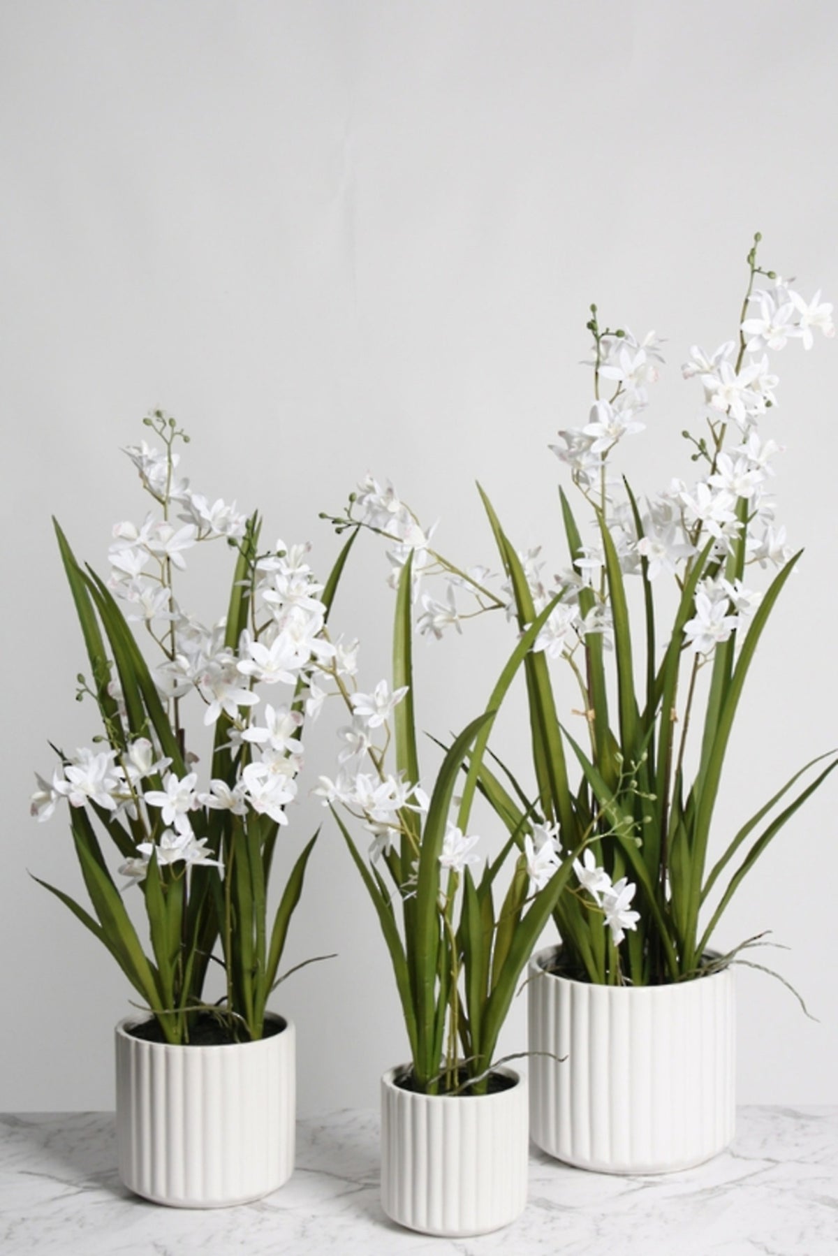 White cymbidium orchids in white ceramic pots, shown in three sizes