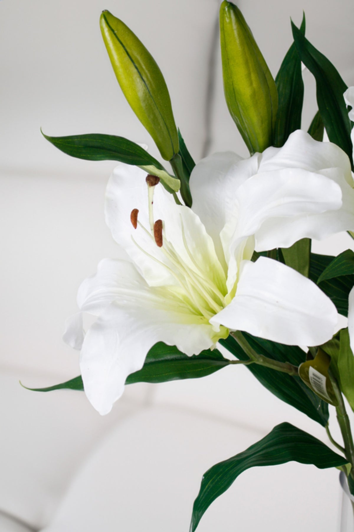 White rubrum lily stem, close view of the open blooms