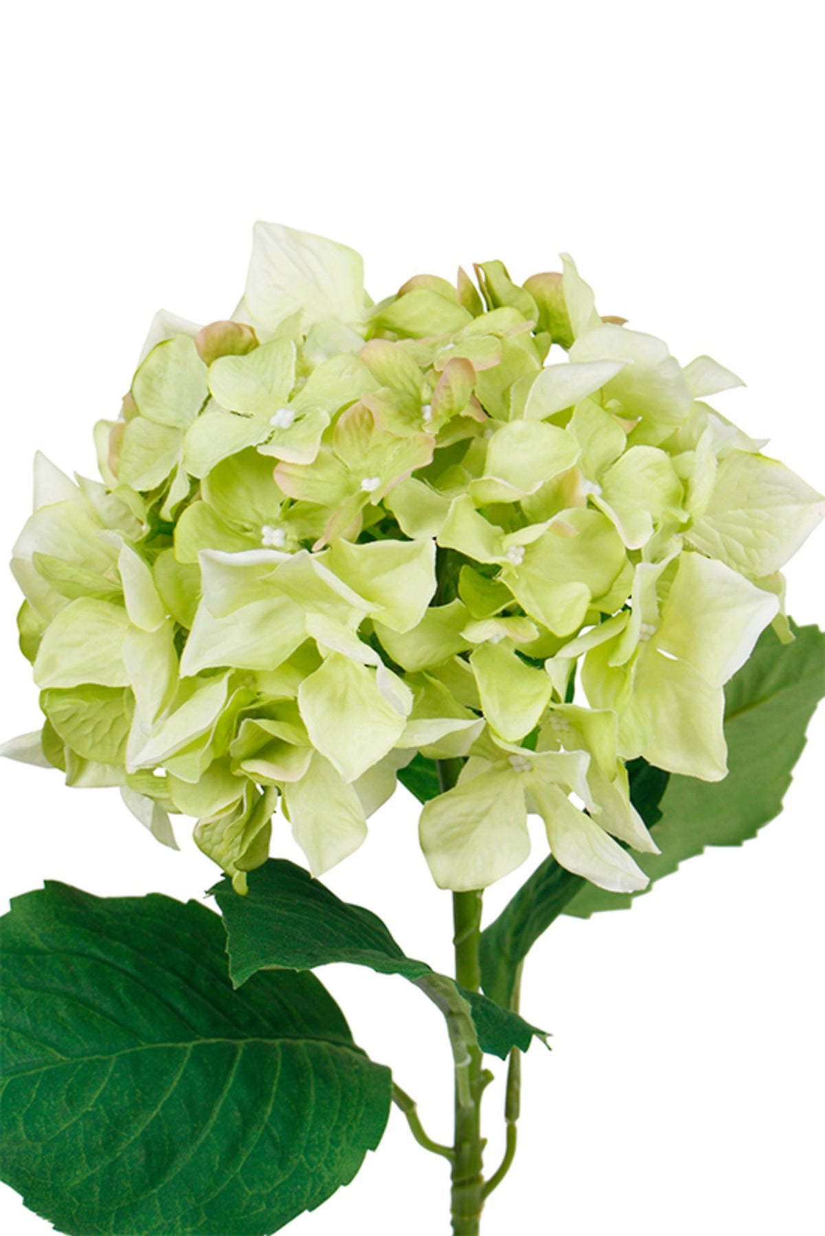 Sublime hydrangea in green, close view of the full flower head