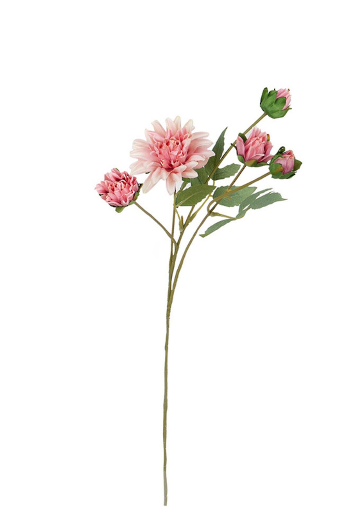Mum Spray in aged pink, full stem on white