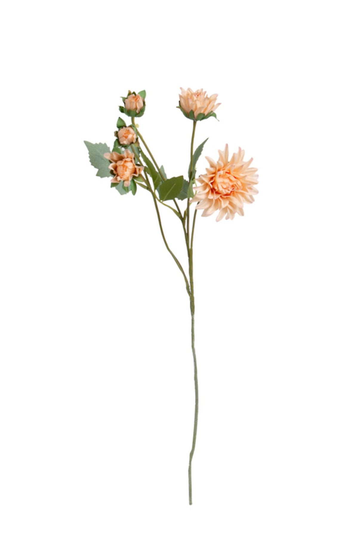 Mum Spray in peach blush, full stem on white