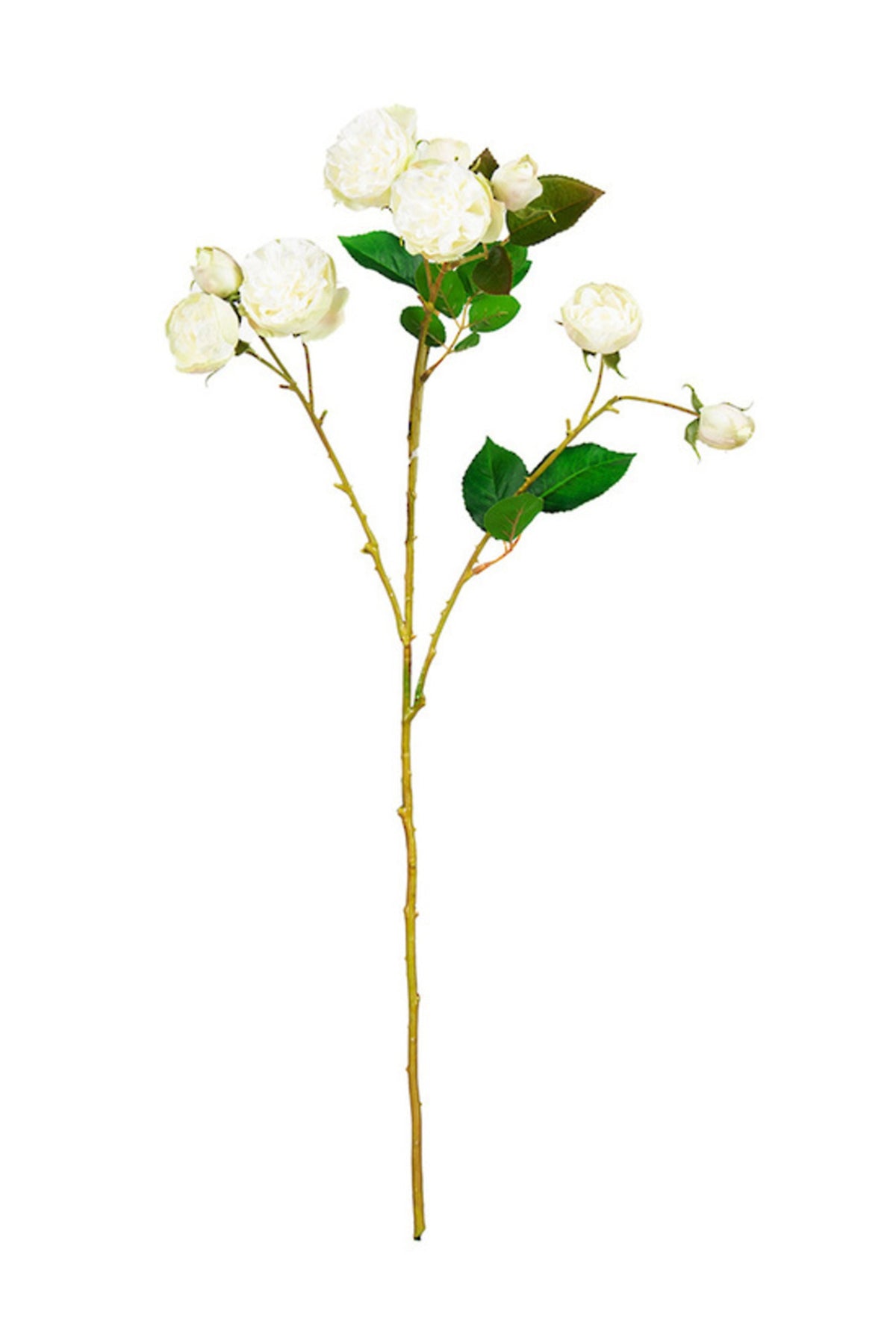 Bourbon Rose Spray in soft white, full stem on white