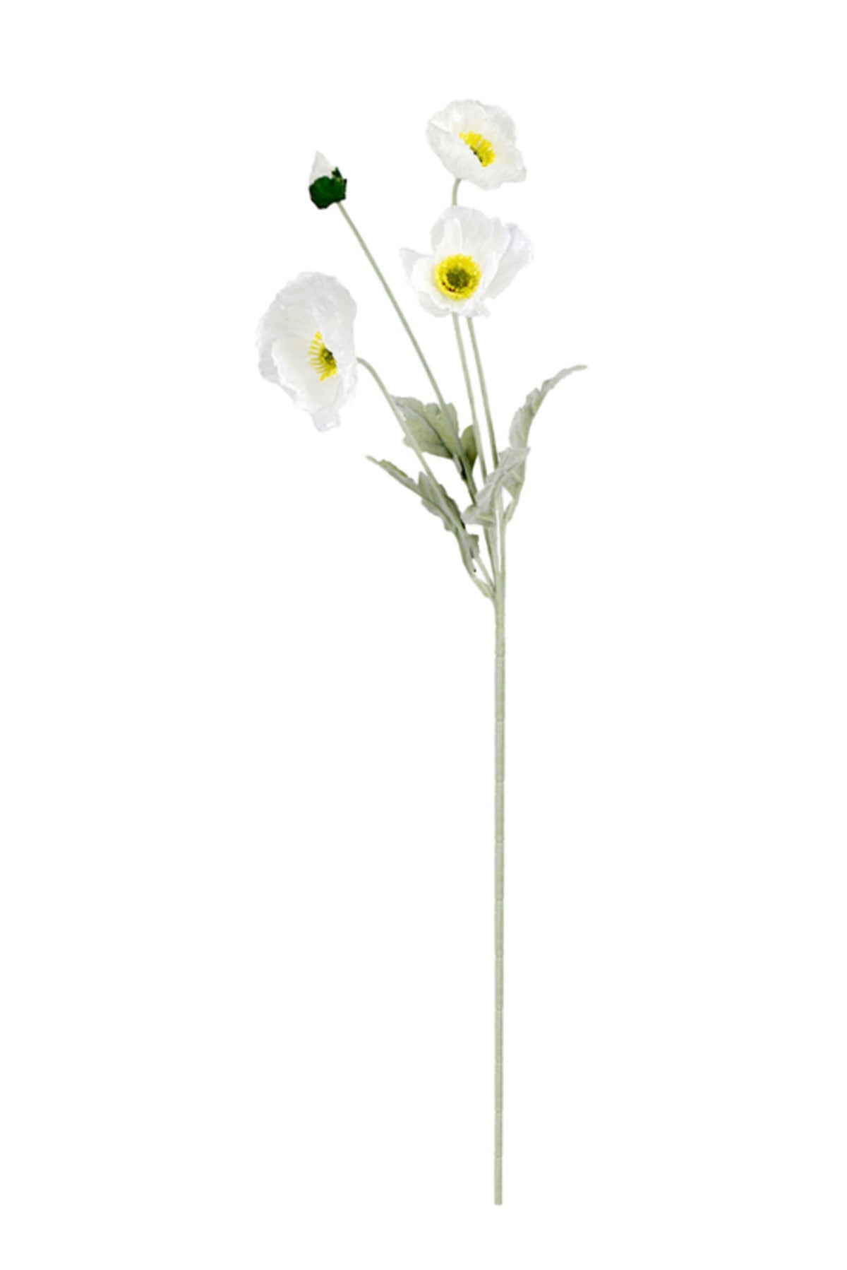 Iceland Poppy Spray in white, full stem on white