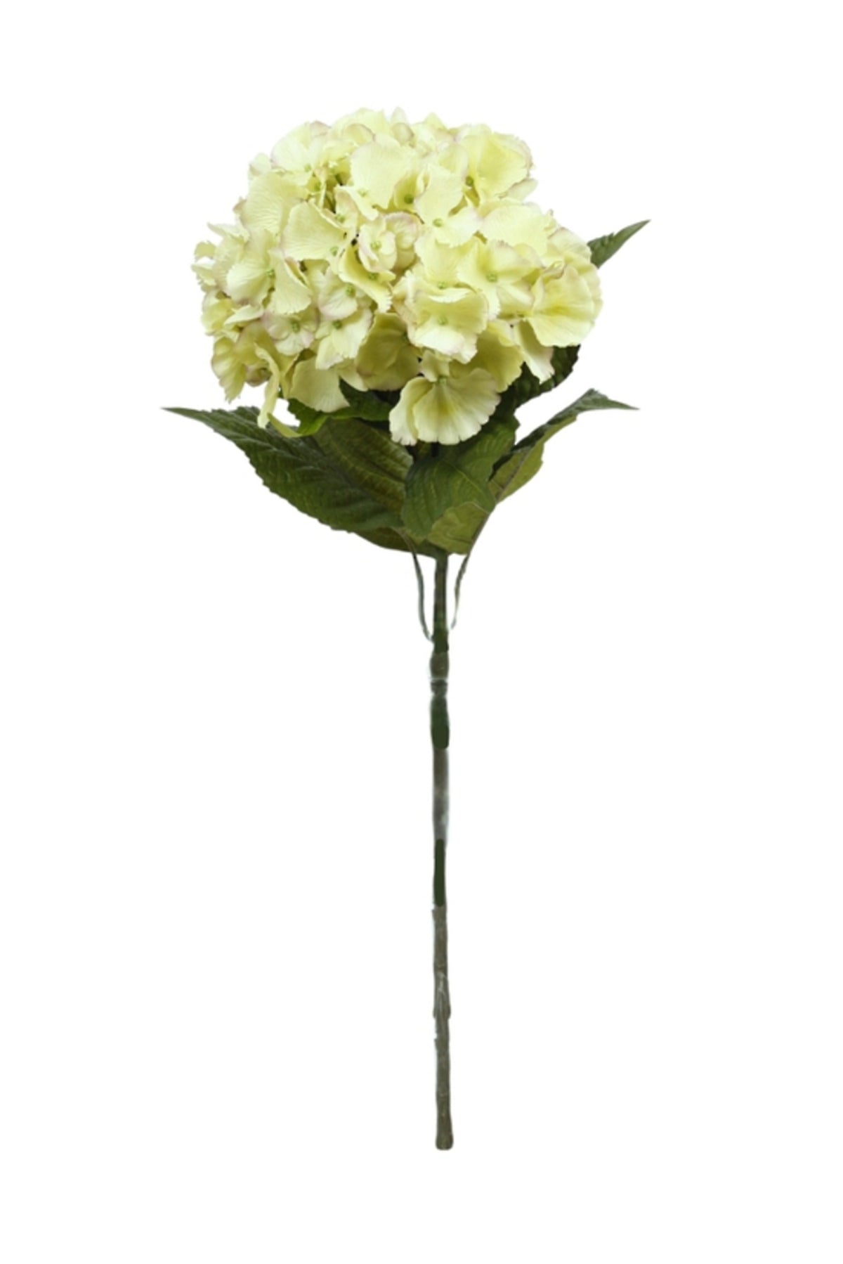 Dutch green hydrangea stem, 67cm, on a white background