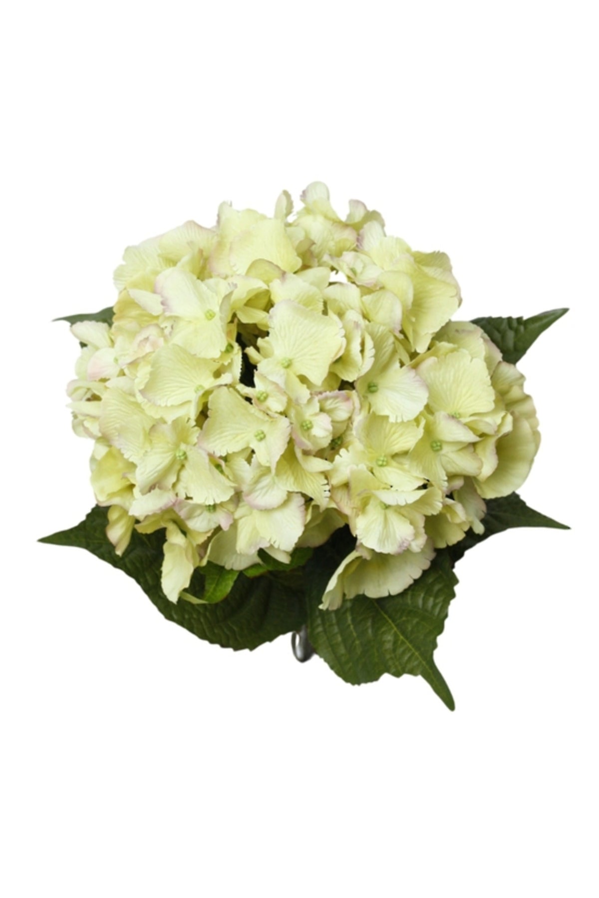 Dutch green hydrangea, close view of the flower head