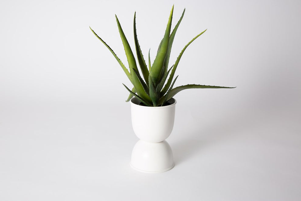 White Domes planter holding a spiky green plant