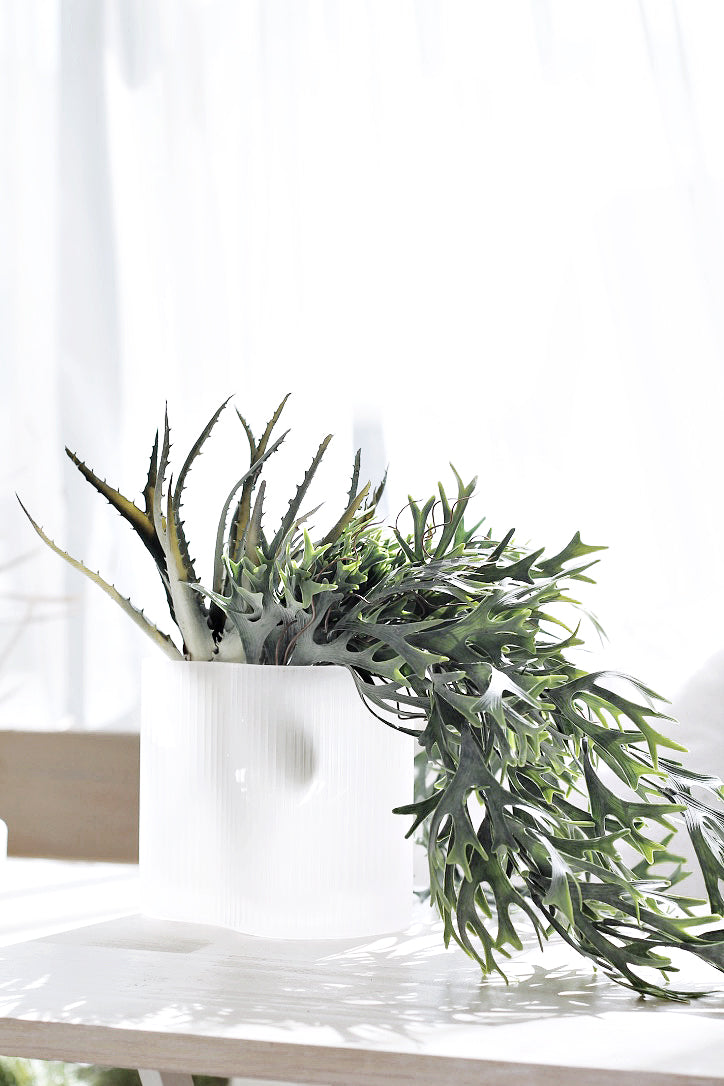Staghorn bush in a white pot on a table, fronds spilling sideways in bright daylight