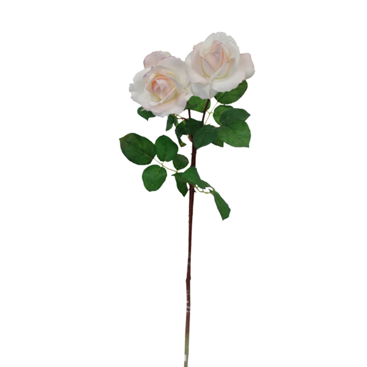 Light pink tea rose stem with two blooms, on white