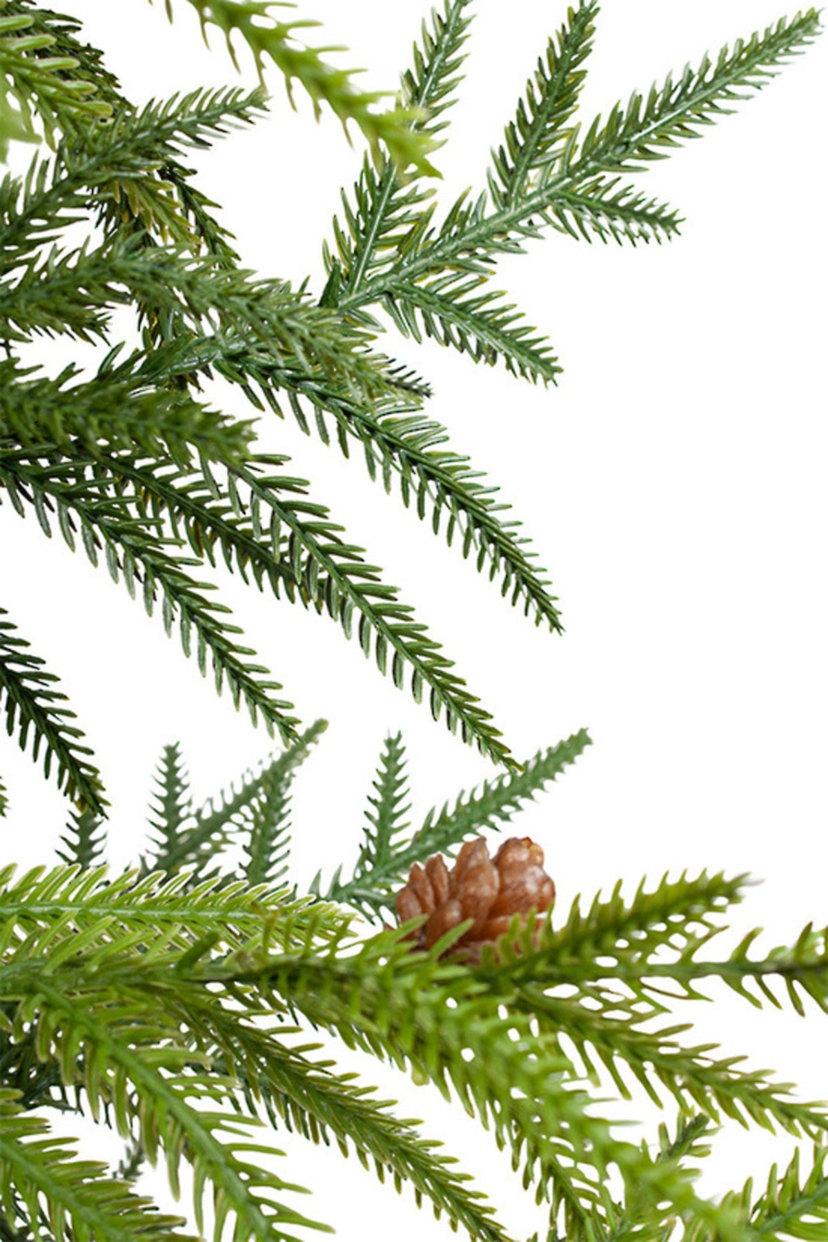 Fir potted Christmas tree, close view of the branches