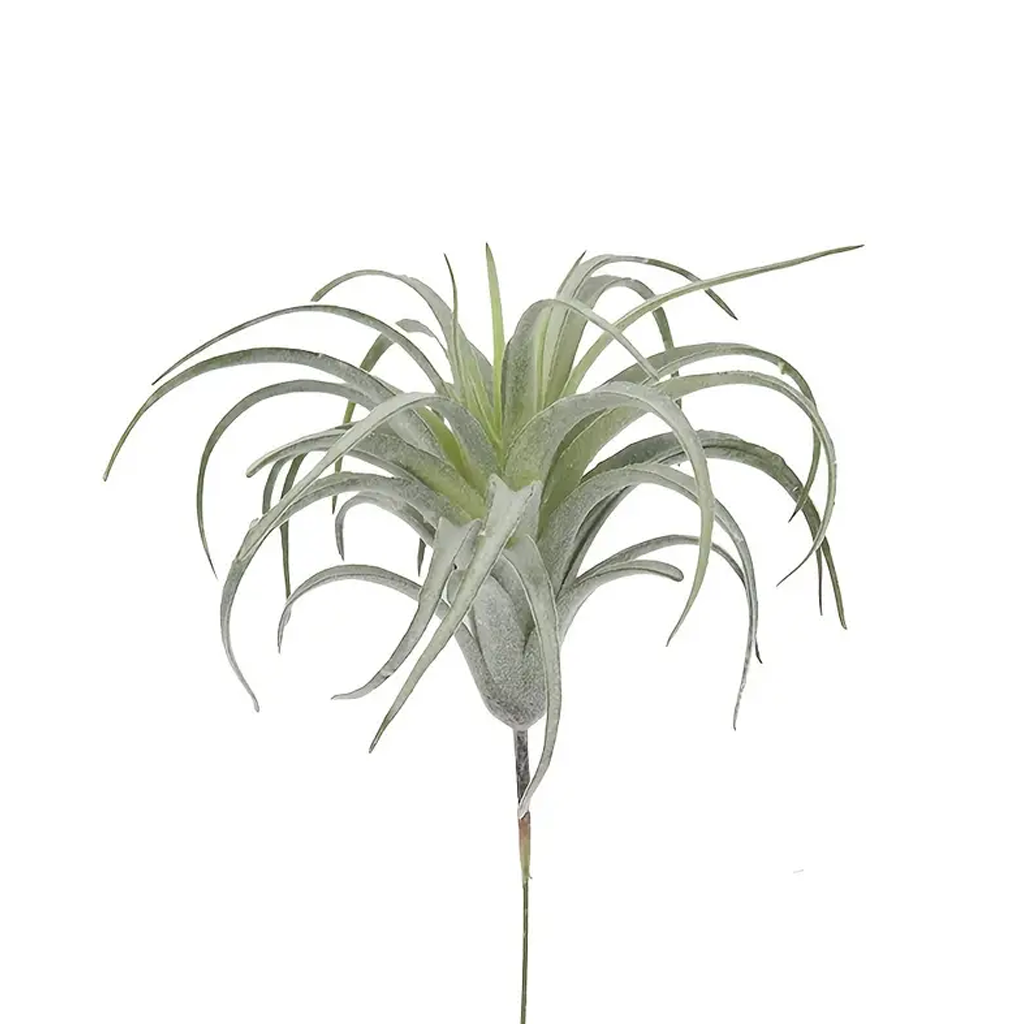 Faux pineapple air plant Tillandsia 15cm on a white background