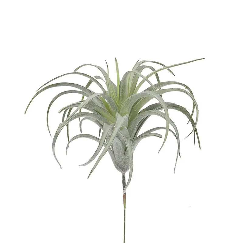 Pineapple Air Plant