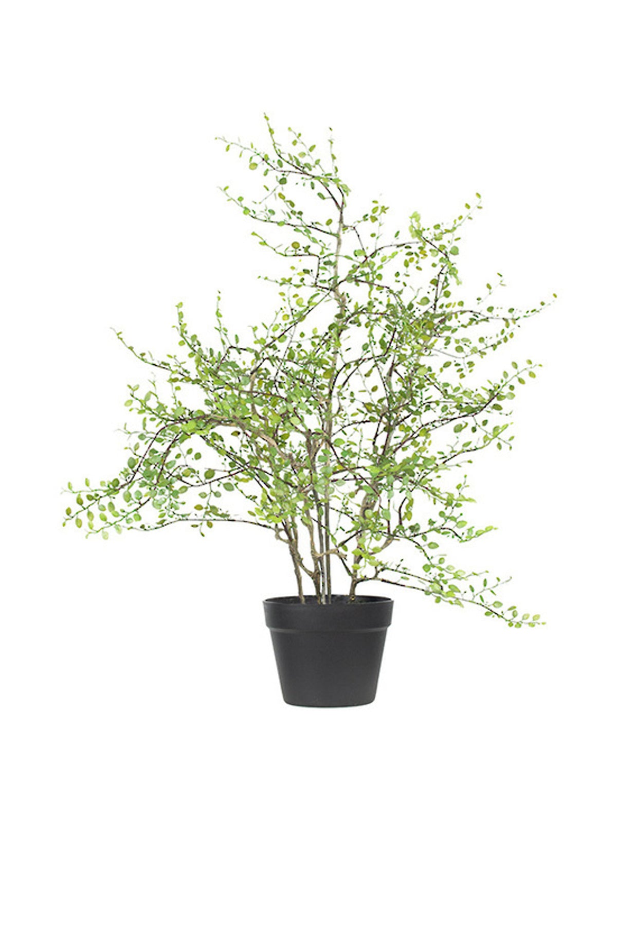 Angel Vine Plant 76cm, airy bush of tiny round leaves on wiry stems in a black pot