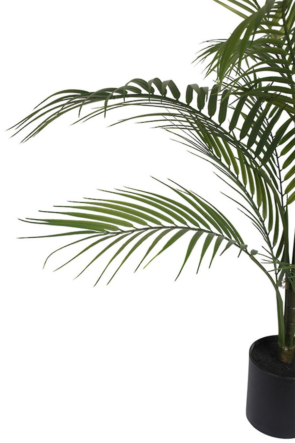 Close view of areca fronds rising from the black nursery pot