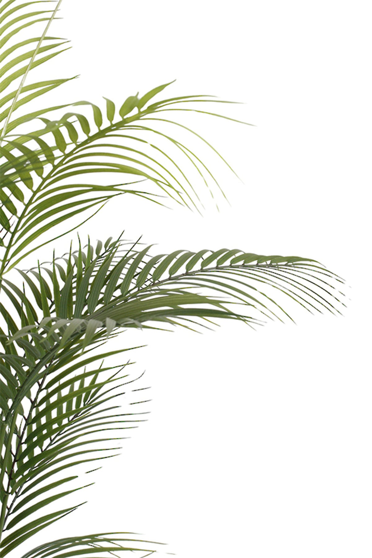 Side view of fine areca palm fronds against white