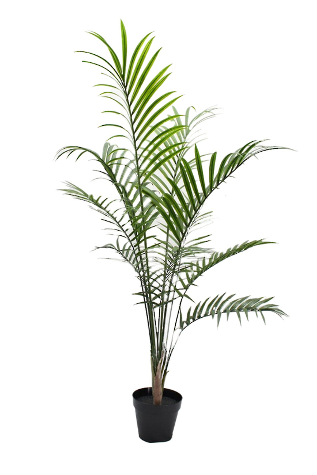 Areca Palm Tree 1.5m, slim canes with arching fronds in a black nursery pot, on white
