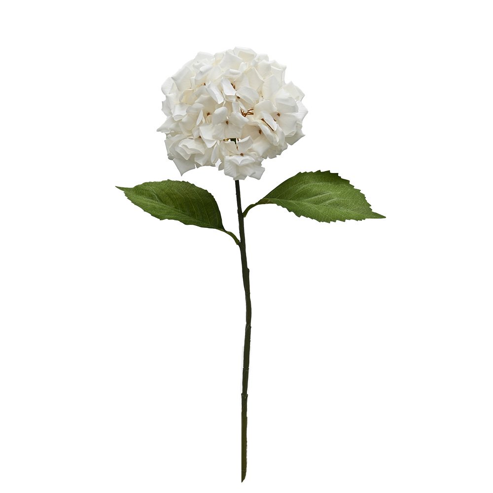 Single Annabelle hydrangea stem, a white bloom above two green leaves, on white
