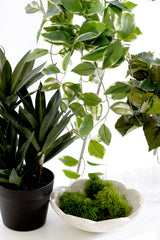 Set of three artificial moss shapes in a scalloped stone bowl grouped with faux ZZ plant in black pot and trailing variegated leaf stems on white surface