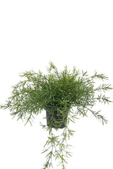 Close detail of the fine needle like foliage on a faux trailing asparagus fern