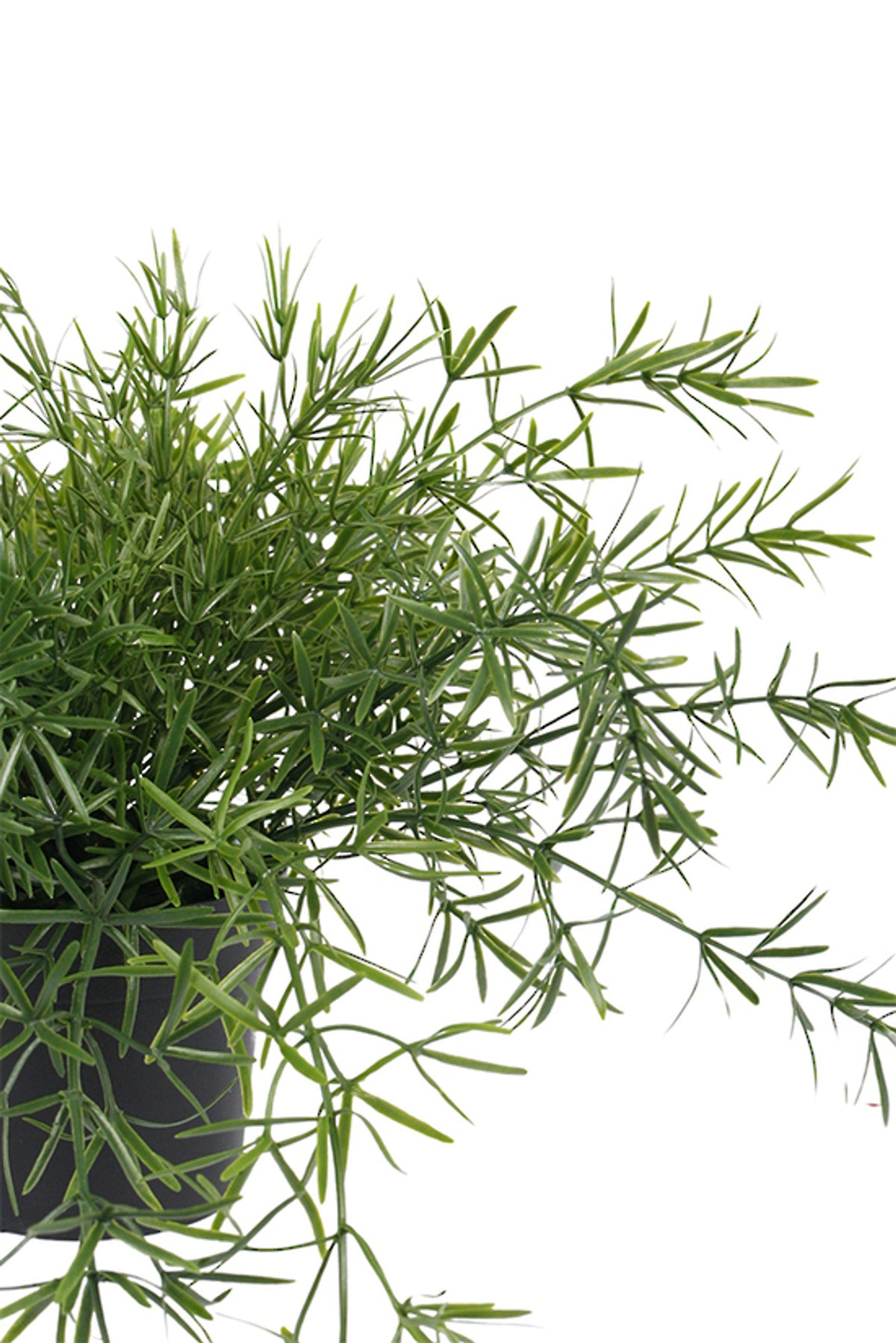 Faux asparagus fern in a small black pot with fine feathery green foliage trailing over the rim