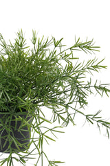 Faux asparagus fern in a small black pot with fine feathery green foliage trailing over the rim