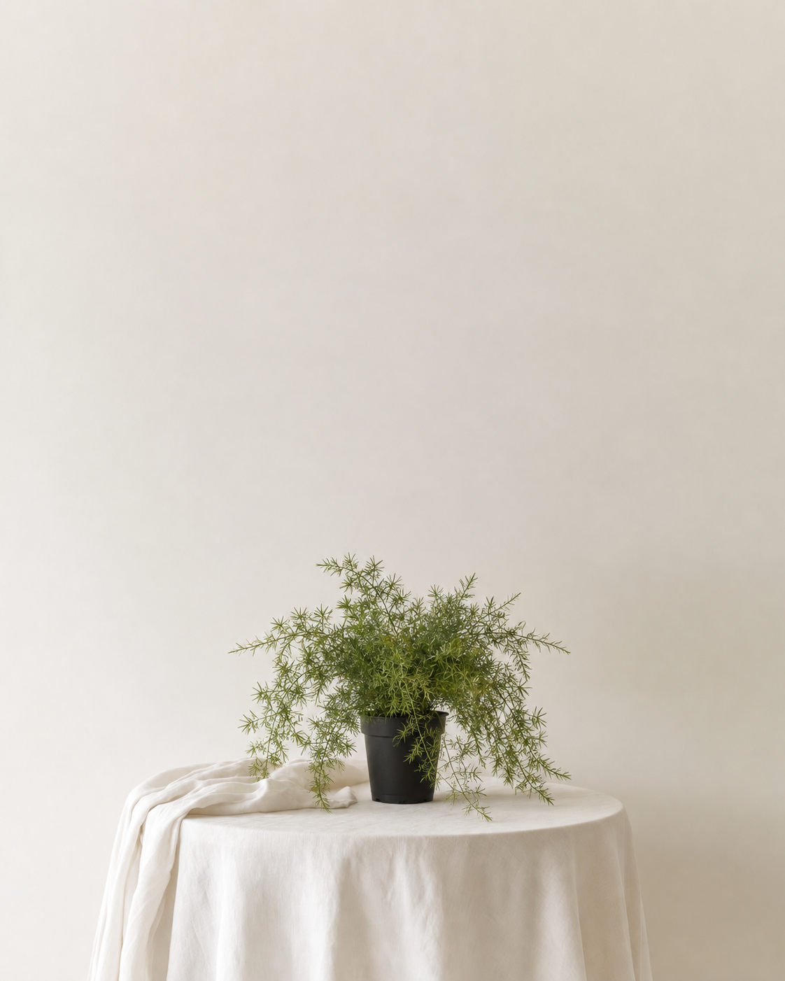 Asparagus Fern faux trailing plant in a black pot on a linen-draped side table