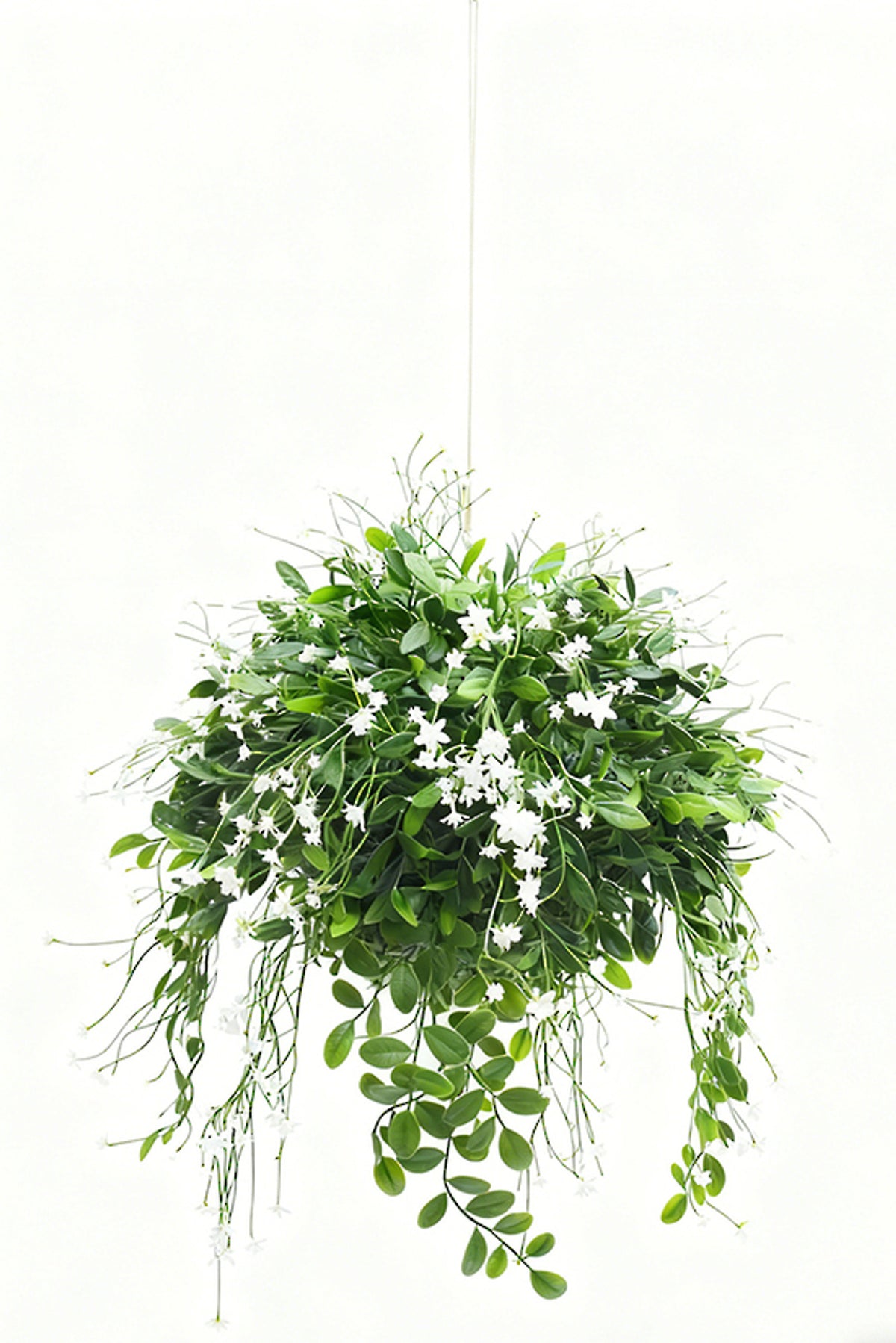 Babies Breath Hanging Ball, round ball of trailing green foliage dotted with tiny white flowers