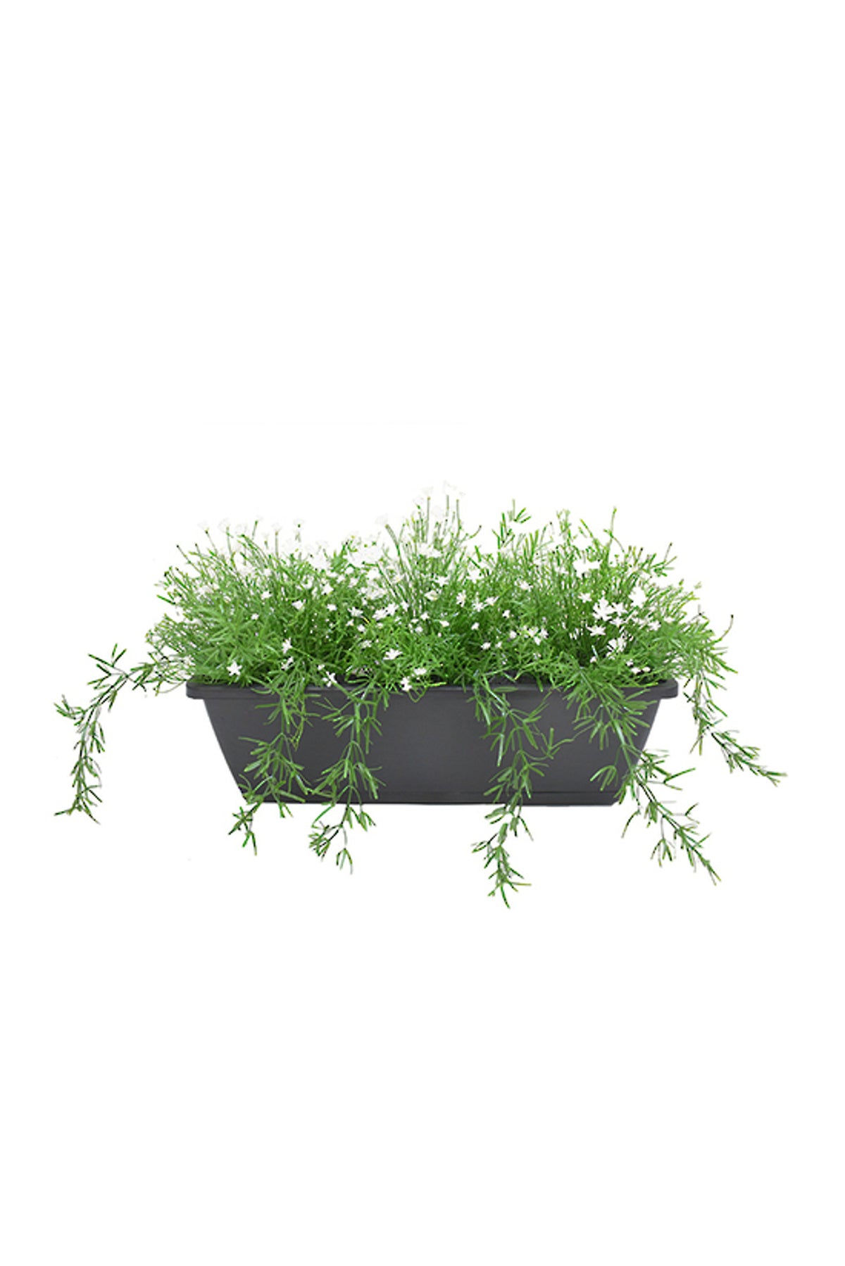 Babies Breath Window Box, dark grey rectangular trough of fine green foliage with tiny white flowers
