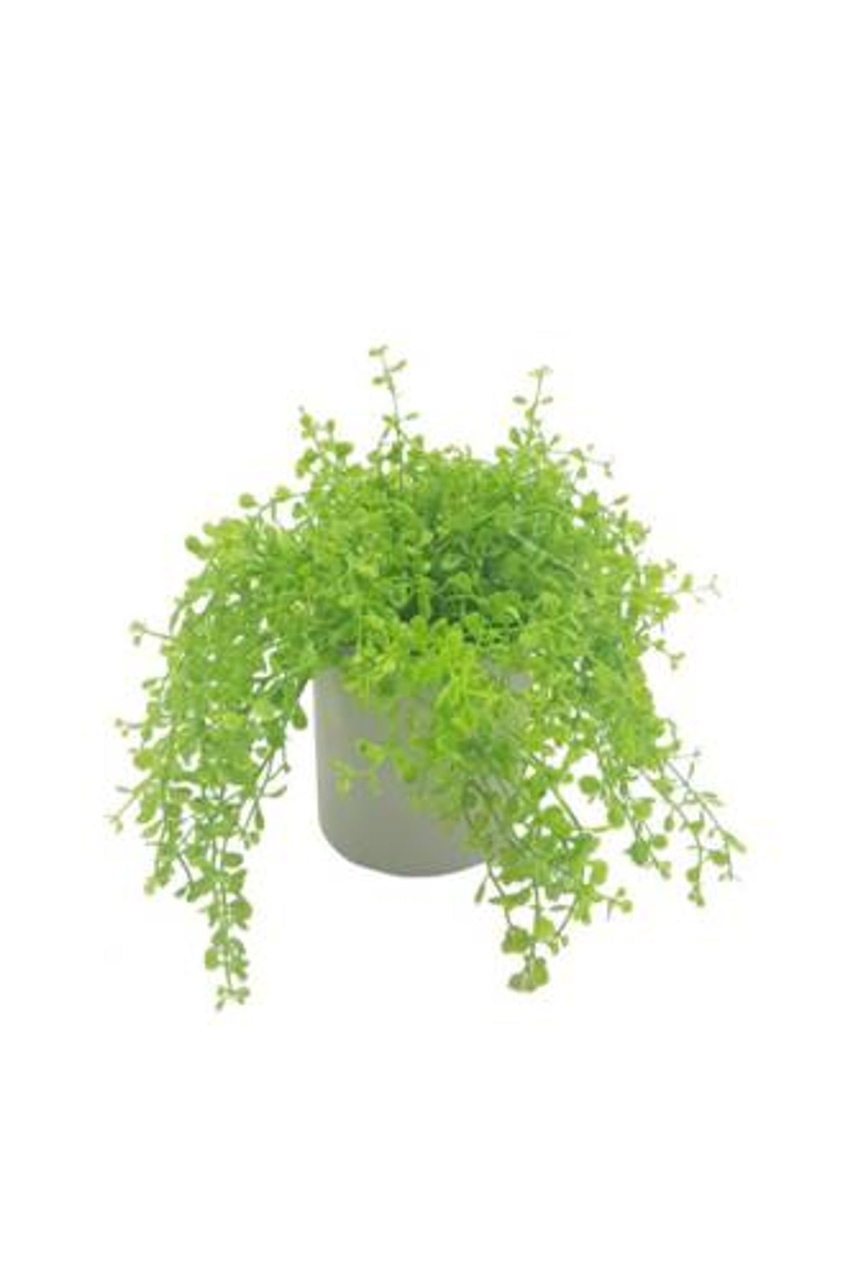 Baby Tears Arrangement, mound of tiny bright lime leaves trailing over a small pale grey pot