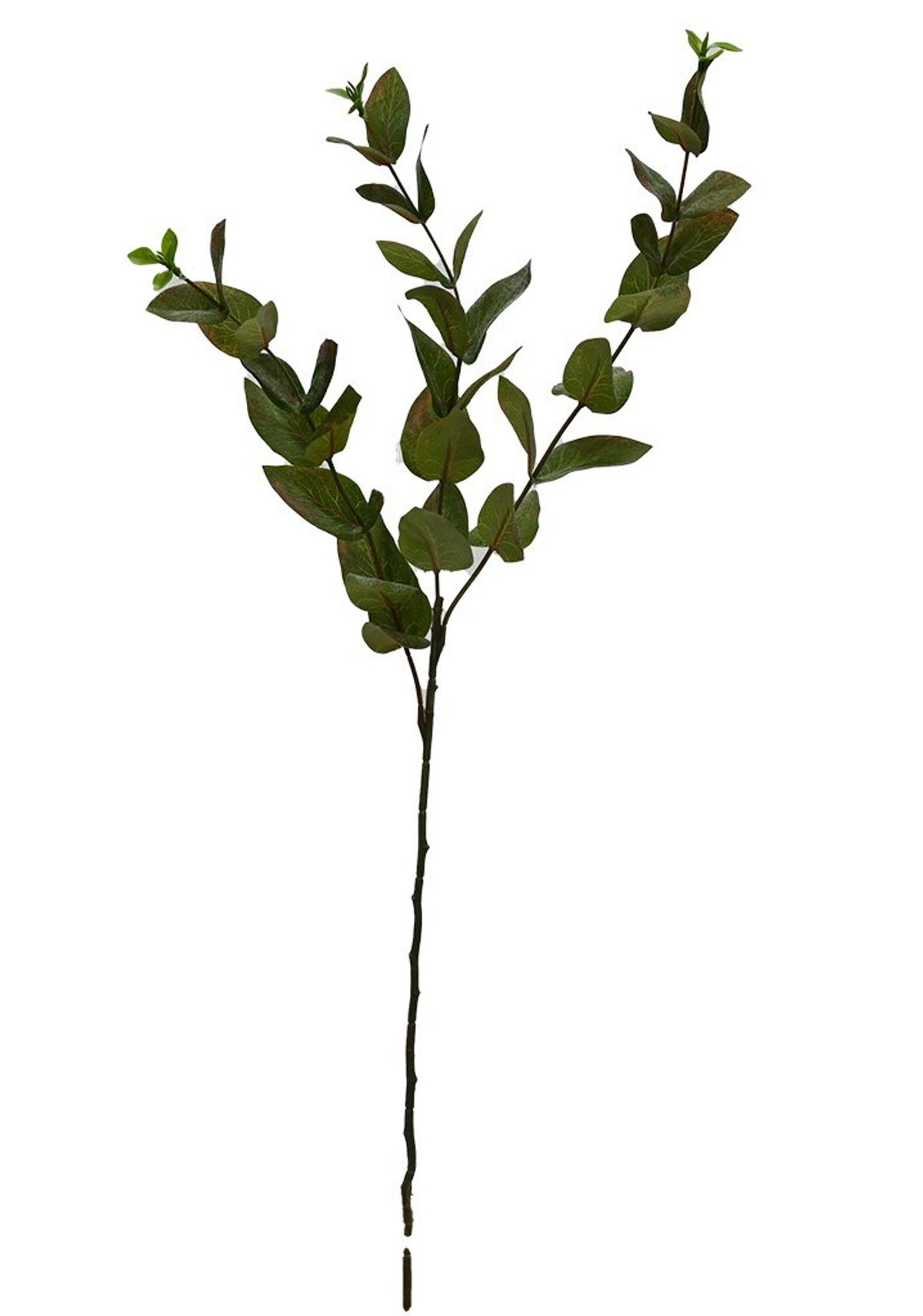 Faux beech leaf spray in hunter green with small oval leaves, on a white background