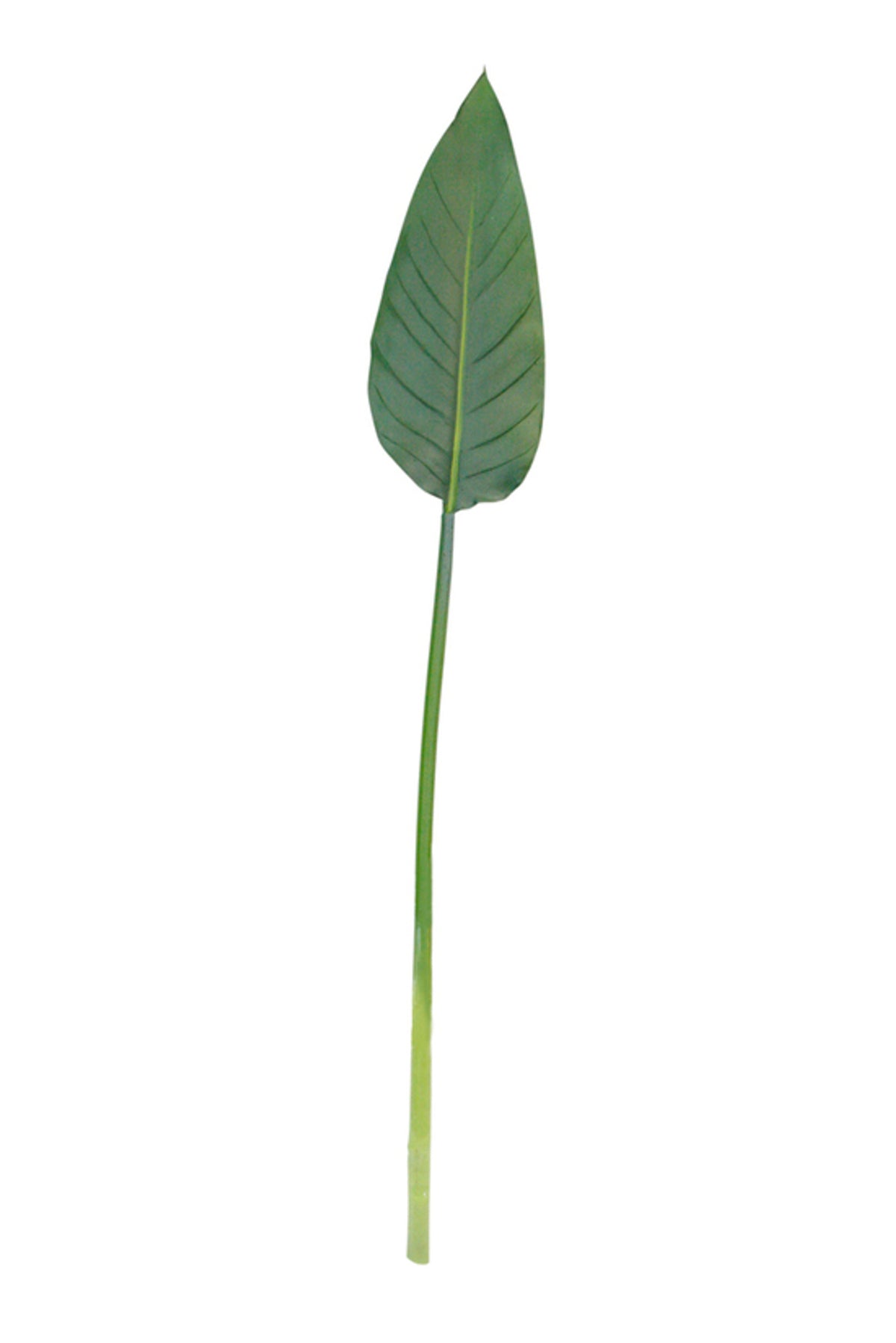 Bird of Paradise Leaf Spray, single long paddle leaf on a tall stem, on white