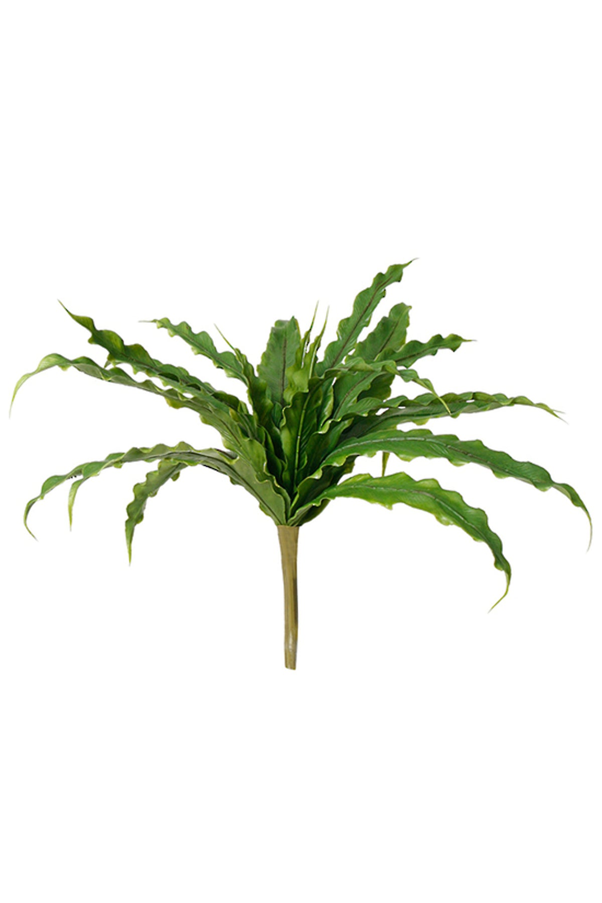 Bird's Nest Fern Bush, rosette of long wavy-edged fronds, on white