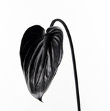 Black Anthurium Stem – Sculptural Faux Flower for Modern Styling