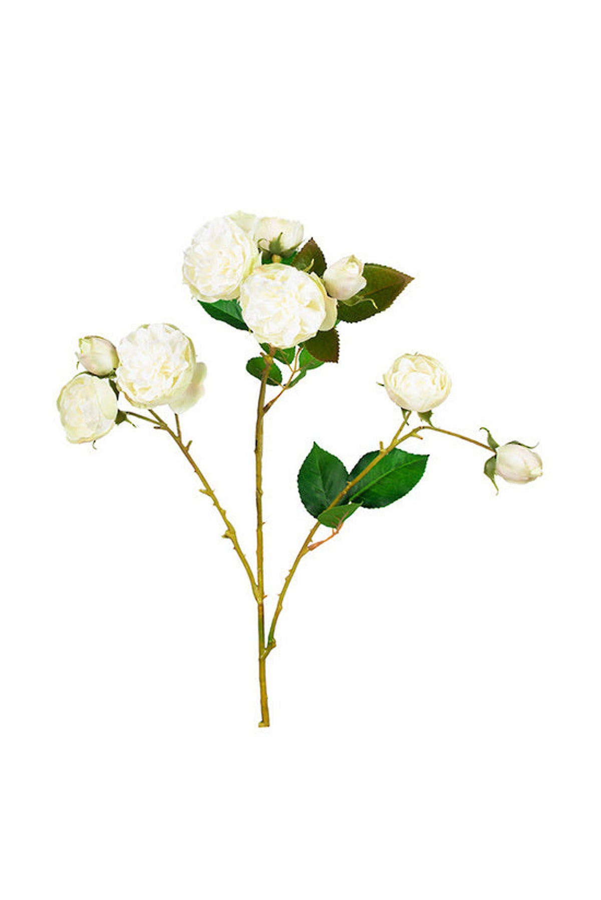 Bourbon Rose Spray in soft white, cream-white open blooms and buds on a single stem