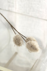 Close-up of three faux bunny tail stems with fluffy cream-white heads on wire stems resting on an open white book in soft natural light