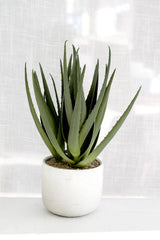 Close-up of artificial aloe plant in raw cement pot