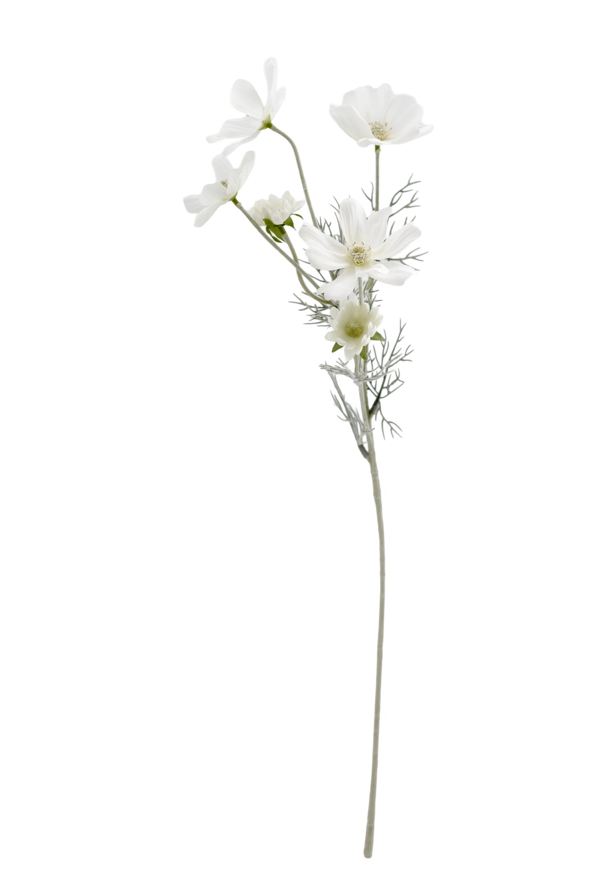 Single white faux cosmos stem with feathery foliage on a white background