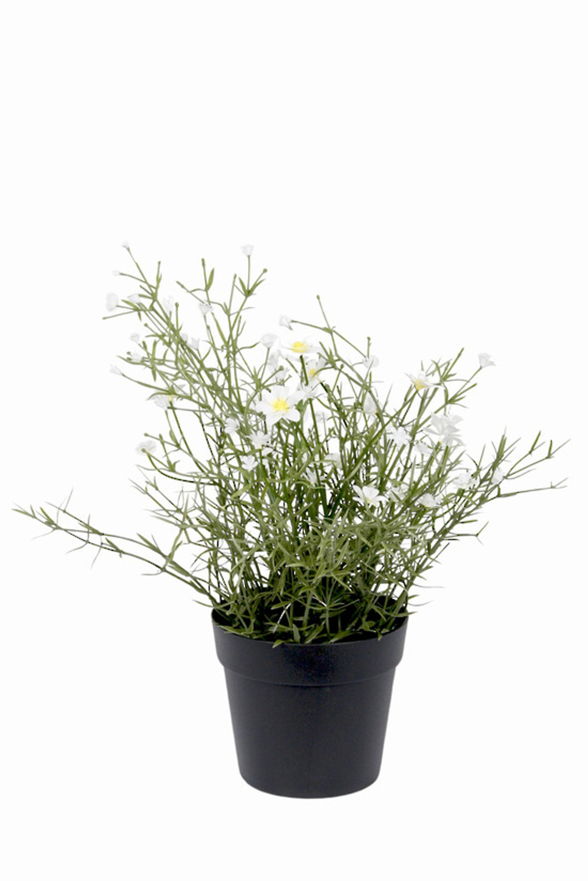 Daisy Wild Flower Bush, airy thin stems with small white daisies in a black pot