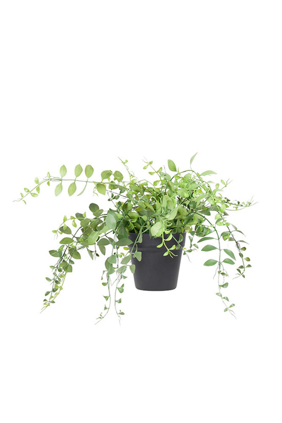 Dischidia Plant, trailing strands of small round leaves spilling from a black pot, on white