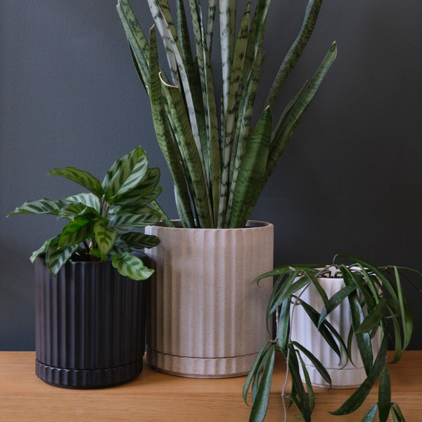 Athens Planter Black – Ribbed Ceramic Pot with Saucer & Drainage (3 Sizes)