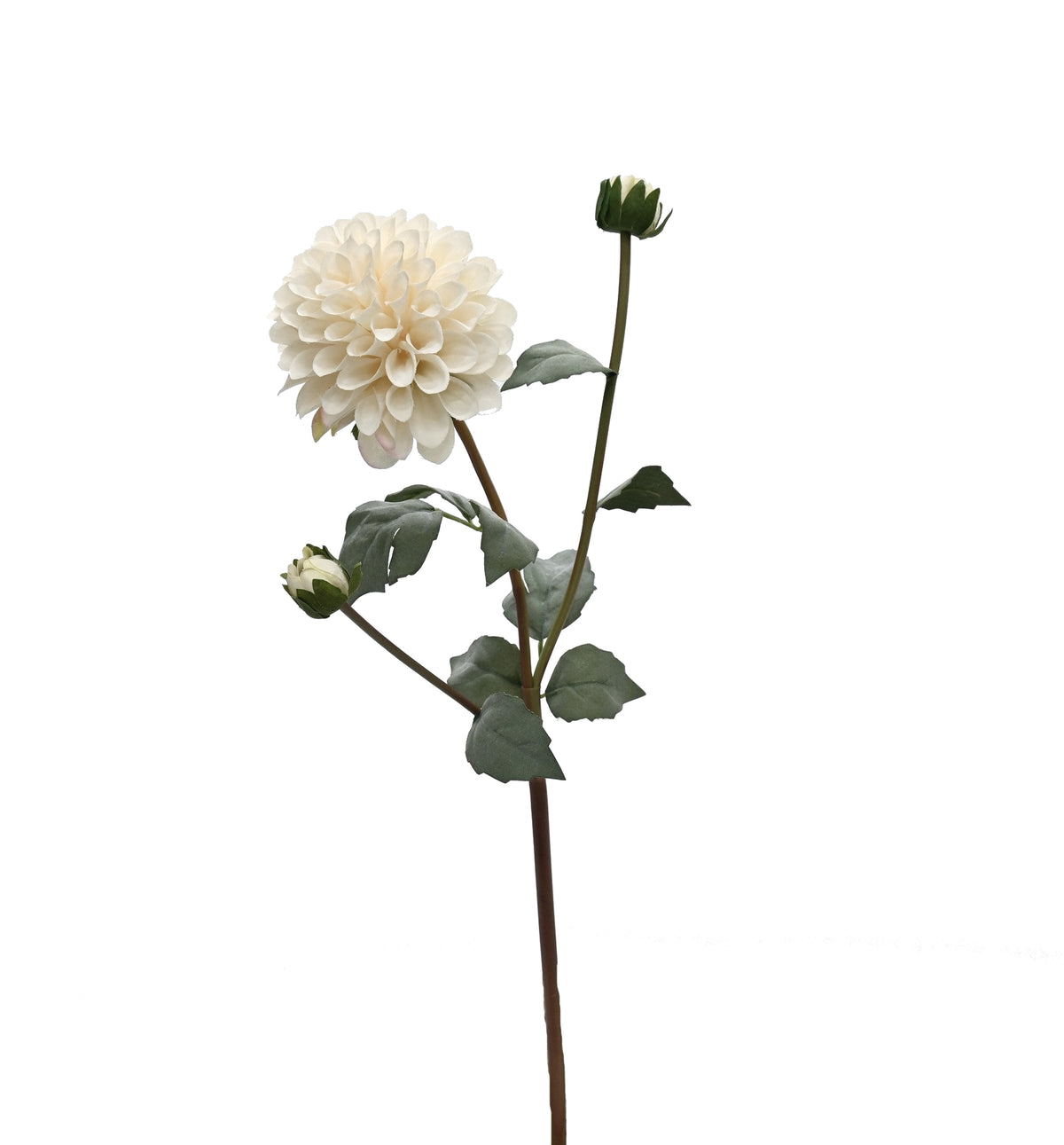 English dahlia stem in aged cream, one open bloom with two buds and green leaves, on white
