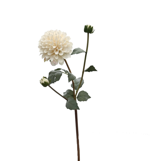 English Dahlia - Aged Cream