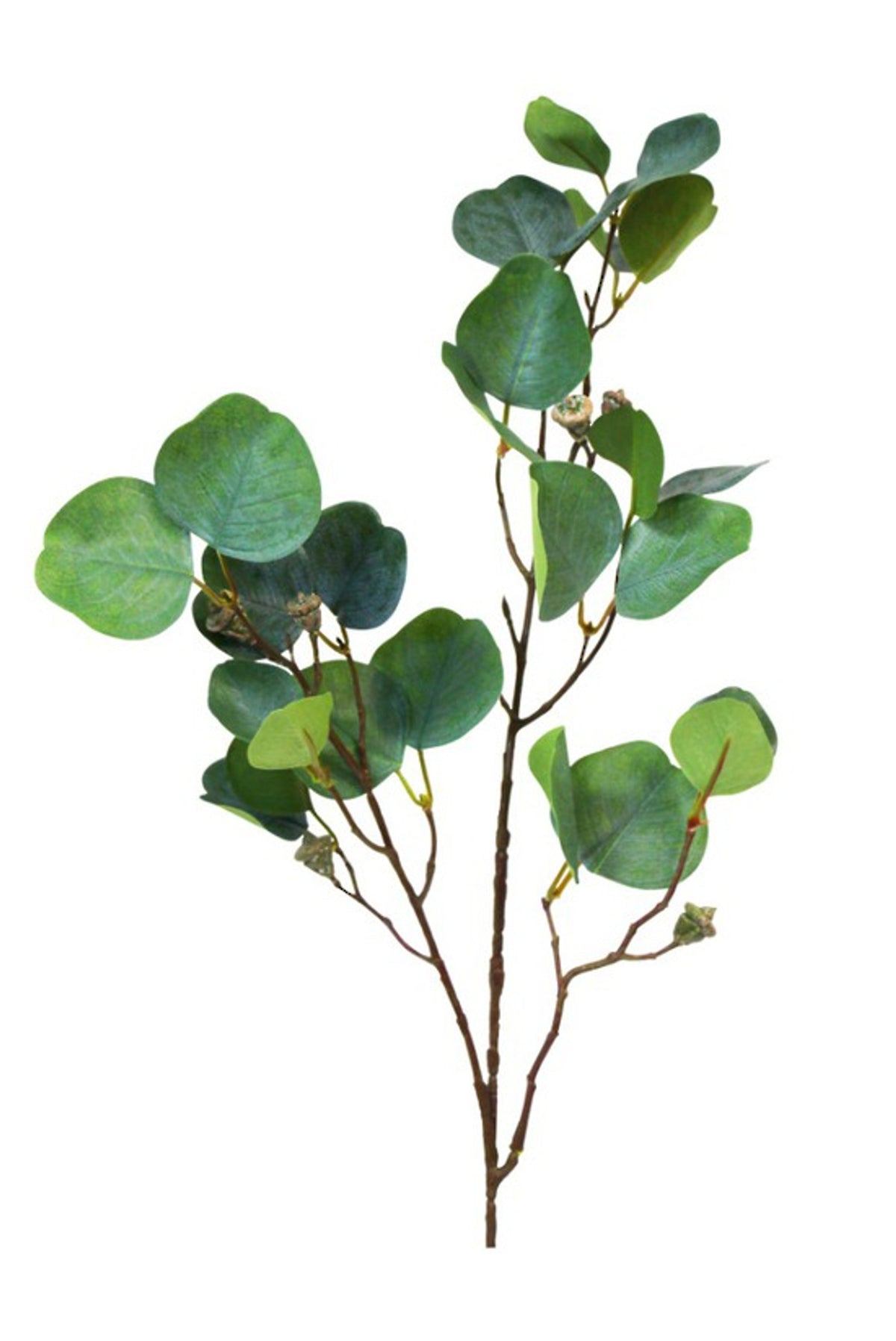 Close view of round eucalyptus leaves on a brown branching stem