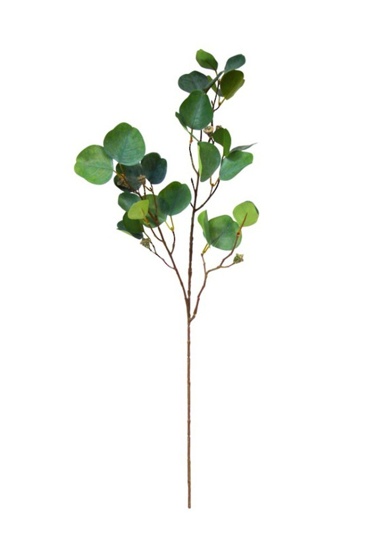 Eucalyptus Radiata Spray, branching stem with round grey-green leaves, on white