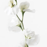 Sweet Pea Cream Faux Stem | 63cm