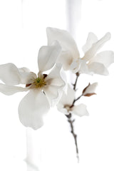 White faux fairy magnolia stem with soft petals and brown branch, styled in bright natural light