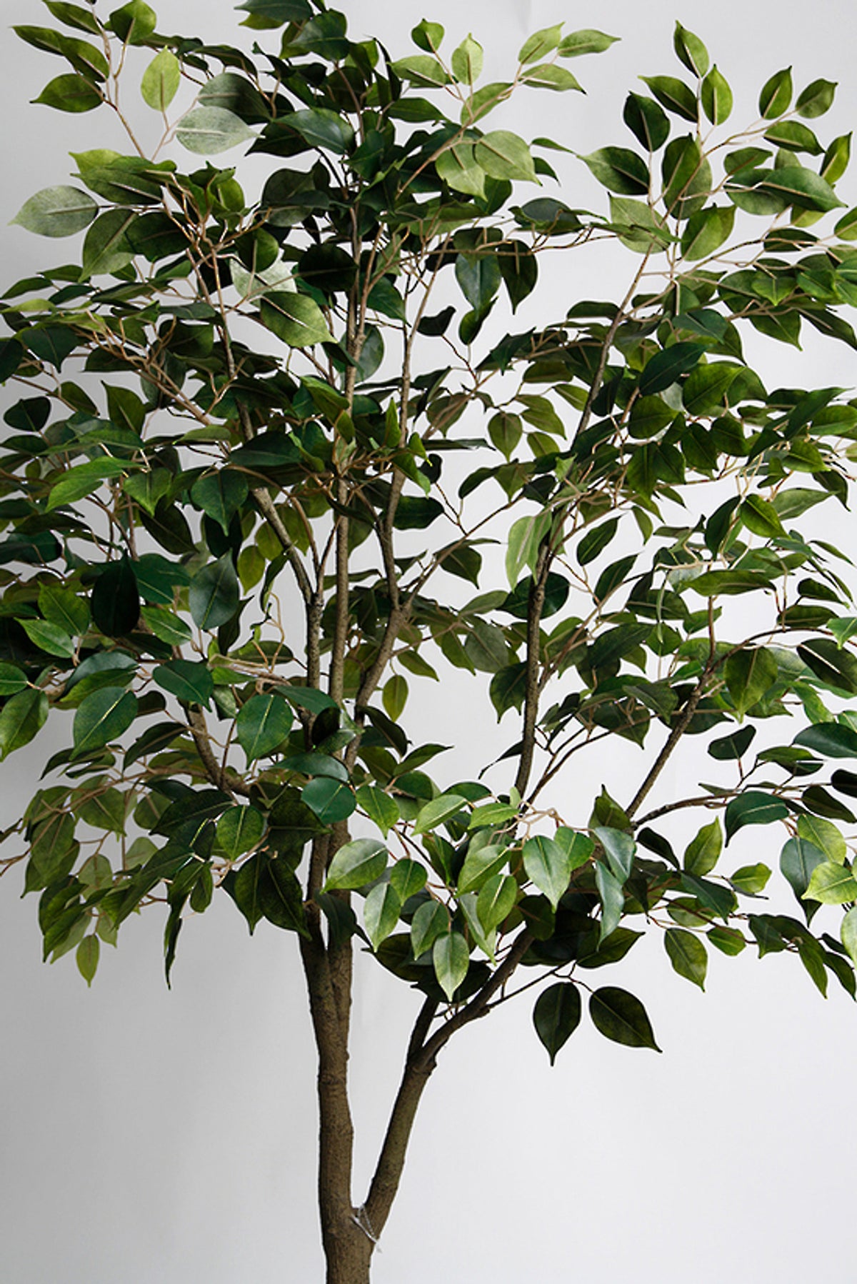 Side view of the 1.8m ficus canopy against grey