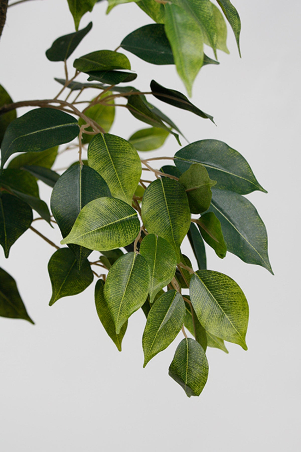 Close view of glossy pointed ficus leaves on a branch against grey