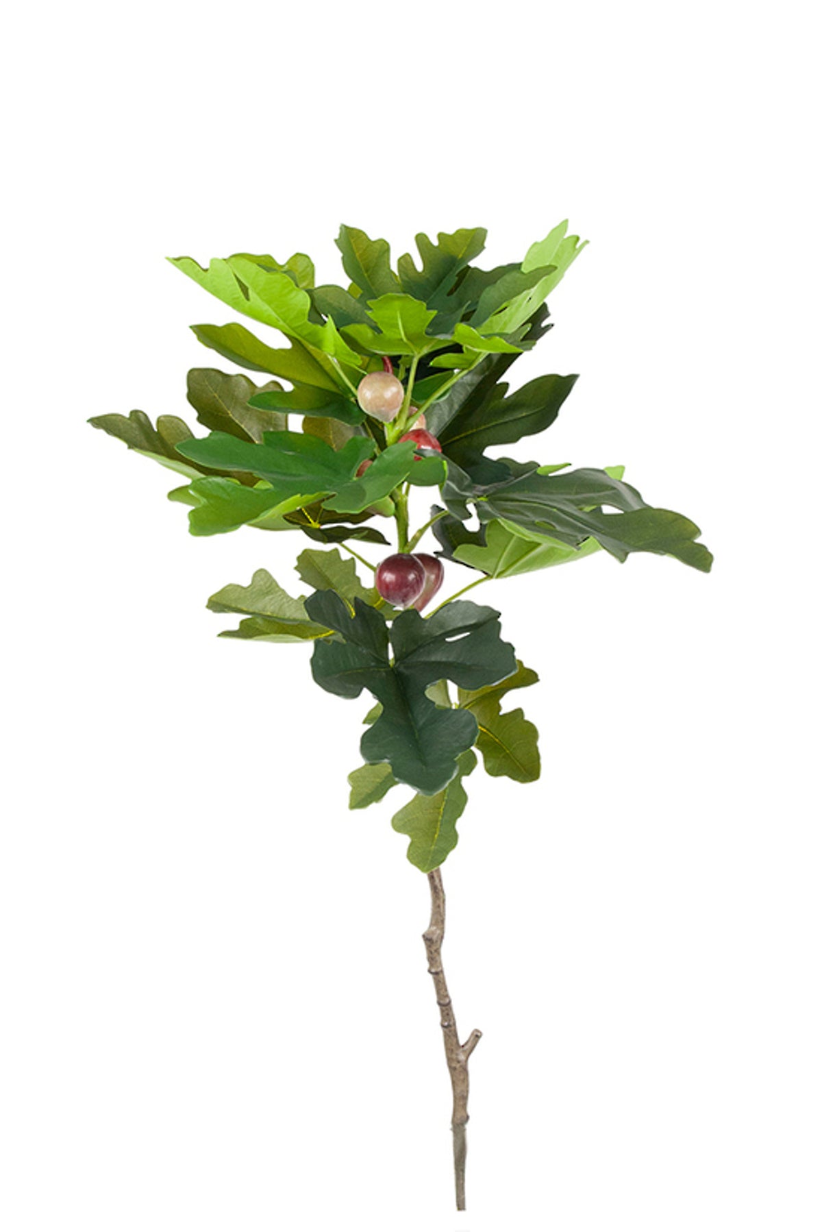 Fig Leaf Spray, lobed fig leaves with small figs on a brown stem, on white