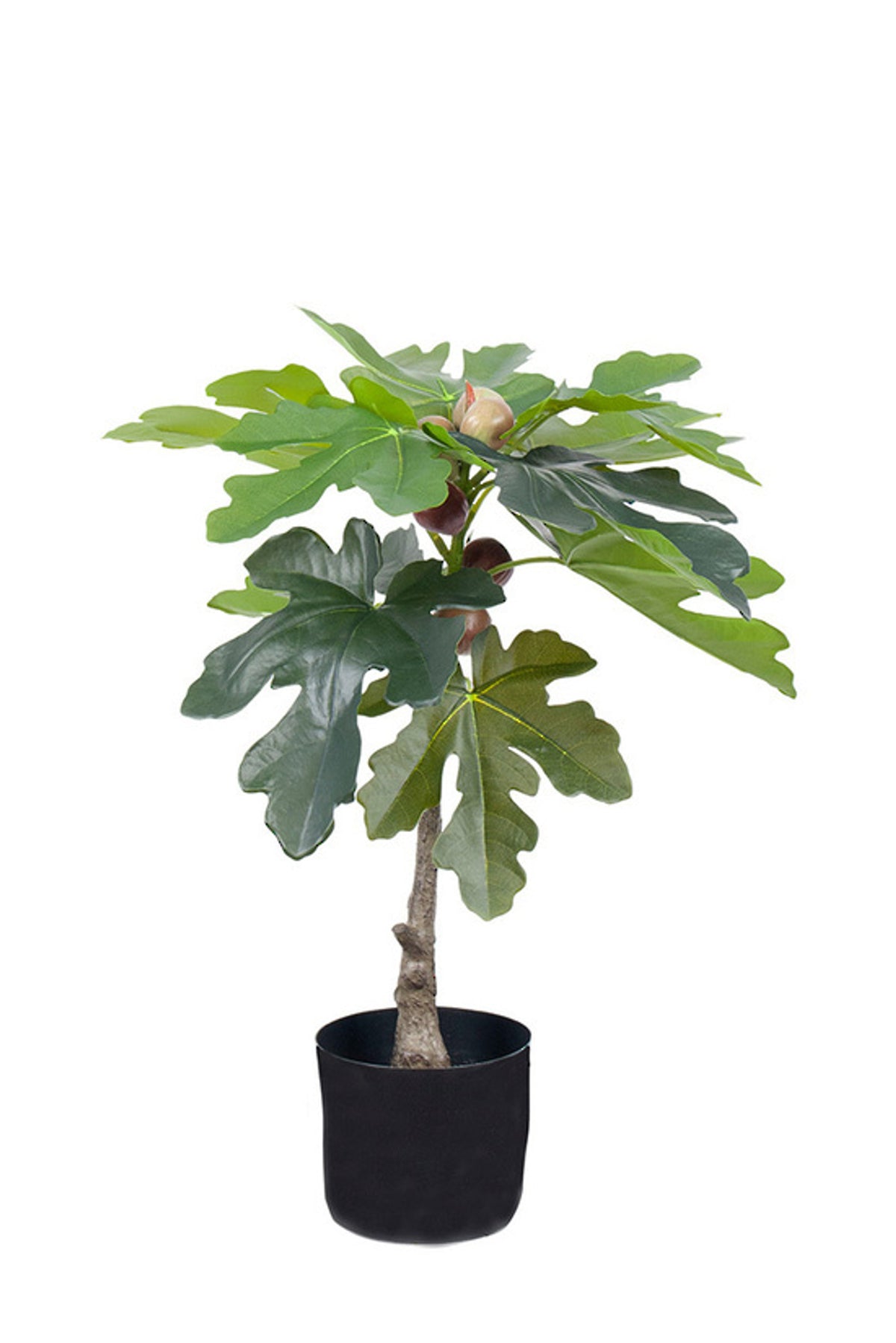 Fig Spray Plant 70cm, lobed fig leaves on slender branches in a black pot, on white