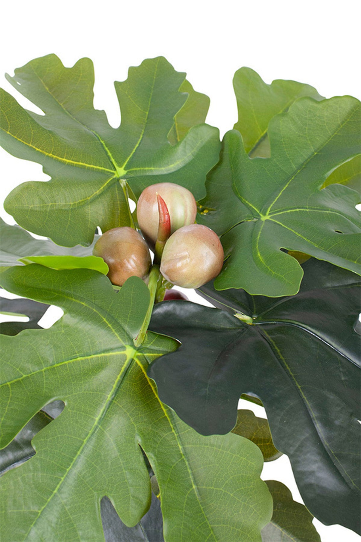 Close view of lobed fig leaves with small green and blush figs